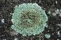 Lecanora muralis image