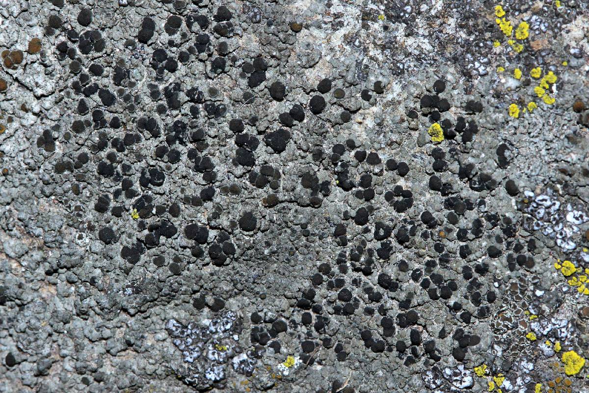 Caloplaca sideritis image