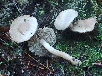 Inocybe whitei image