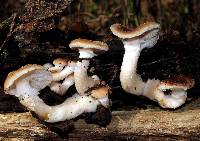 Armillaria gallica image