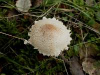 Lepiota clypeolaria image