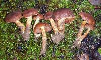 Cortinarius badioflavidus image