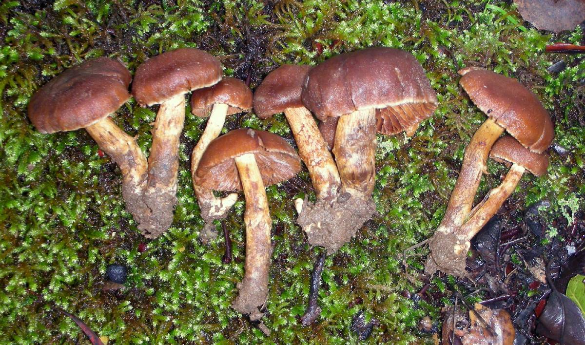 Cortinarius badioflavidus image