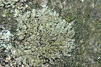 Phaeophyscia rubropulchra image