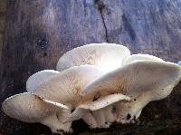 Pleurotus pulmonarius image