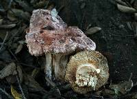 Tricholoma dryophilum image