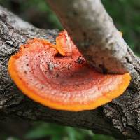 Pycnoporus sanguineus image