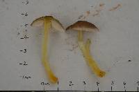 Pluteus romellii image