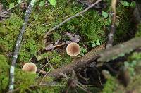 Lactarius griseus image