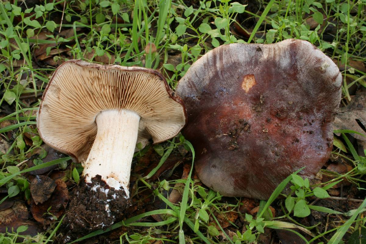 Hebeloma theobrominum image