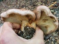 Lactarius argillaceifolius var. megacarpus image