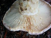 Lactarius argillaceifolius var. megacarpus image