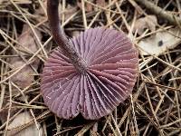 Laccaria amethystina image