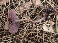 Laccaria amethystina image