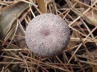 Laccaria amethystina image