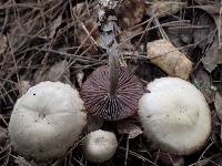 Laccaria amethystina image