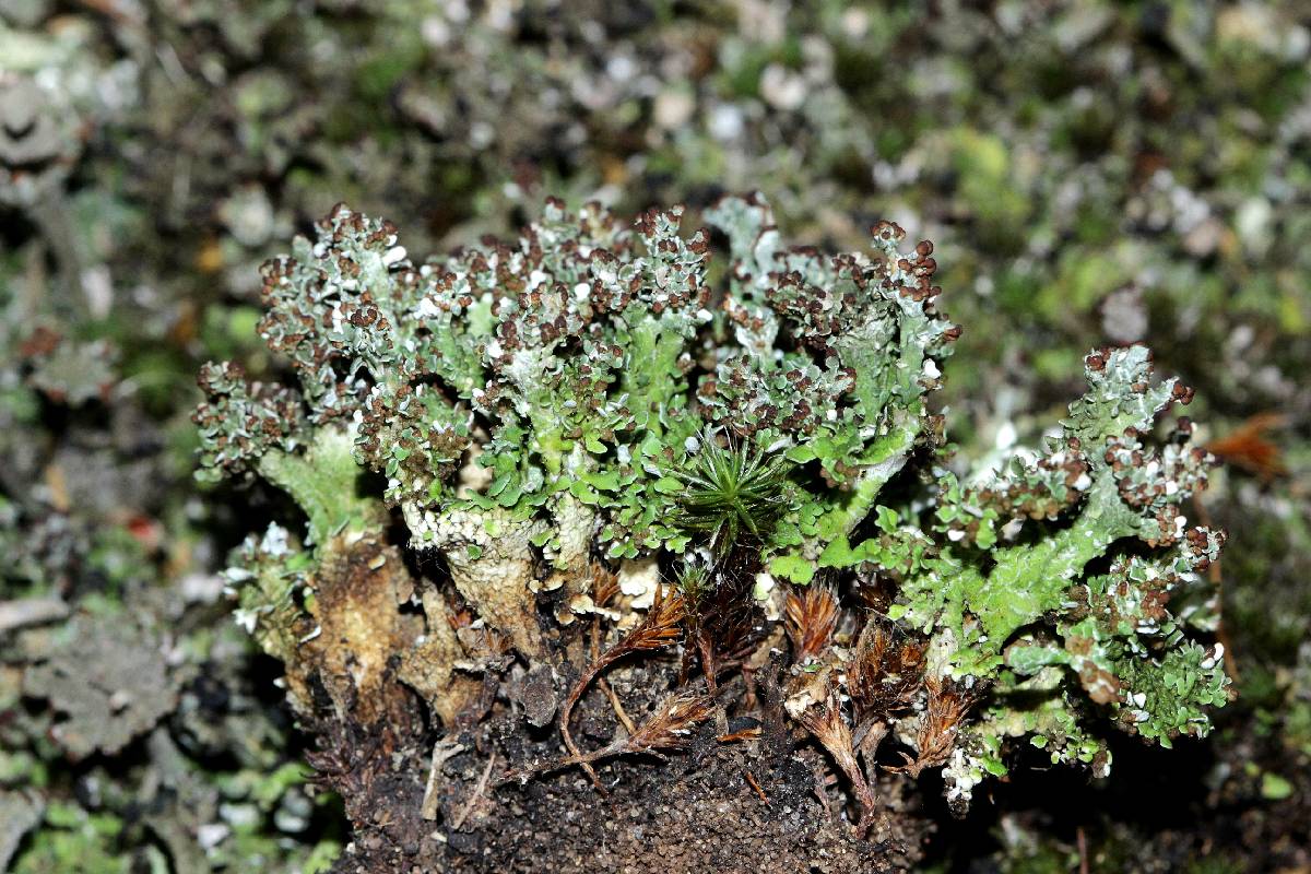 Cladonia phyllophora image