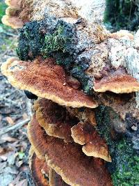 Phellinus gilvus image