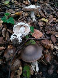 Amanita pachycolea image