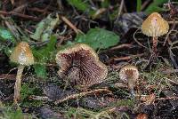 Psilocybe pelliculosa image