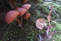 Psathyrella piluliformis image