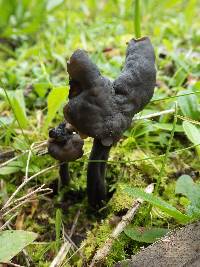 Helvella atra image