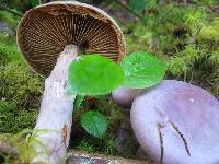 Cortinarius traganus image