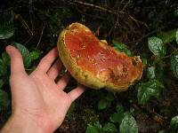 Boletus smithii image