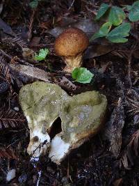 Lycoperdon umbrinum image