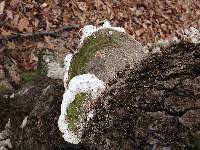 Trametes gibbosa image