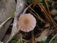 Laccaria tetraspora image