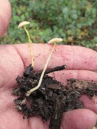 Mycena crocea image