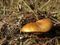 Tricholomopsis rutilans image