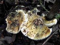 Tricholoma sejunctum image