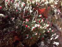 Cladonia didyma image