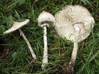 Macrolepiota mastoidea image