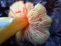 Hygrocybe aurantiosplendens image