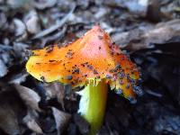 Hygrocybe aurantiosplendens image