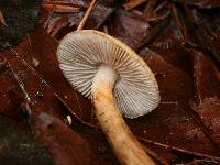 Tricholoma aurantio-olivaceum image