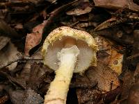 Lepiota magnispora image