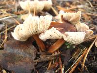 Gymnopus luxurians image
