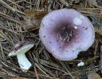 Russula mariae image