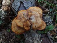 Polyporus tuberaster image