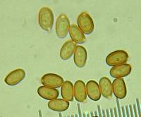 Agaricus hondensis image