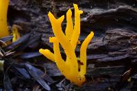 Calocera viscosa image