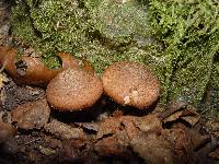 Armillaria solidipes image