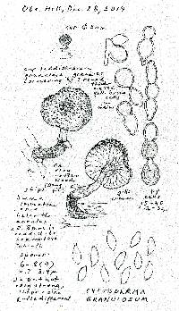 Cystodermella granulosa image