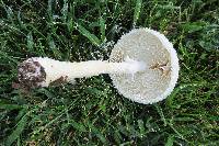 Amanita thiersii image