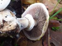 Agaricus hondensis image