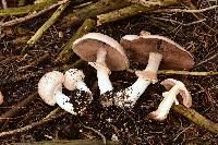 Agaricus hondensis image